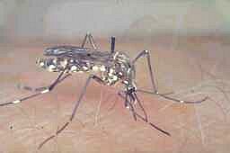 Mücke bei der Mahlzeit